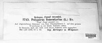 Fomes fomentarius image